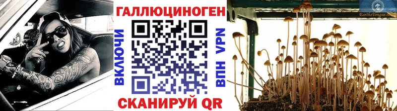 Галлюциногенные грибы Psilocybe  купить наркотики цена  Жиздра 